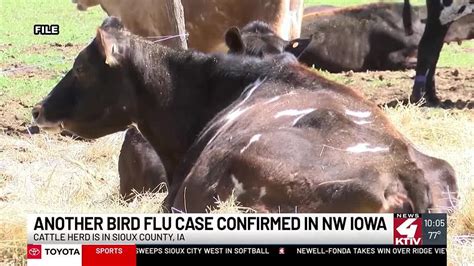 Another Case Of Bird Flu Detected In Sioux County Dairy Herd YouTube