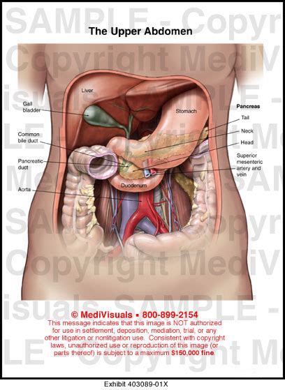 Upper Abdomen Diagram