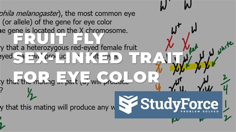 Fruit Fly X Chromosome Eye Color Crossing Youtube