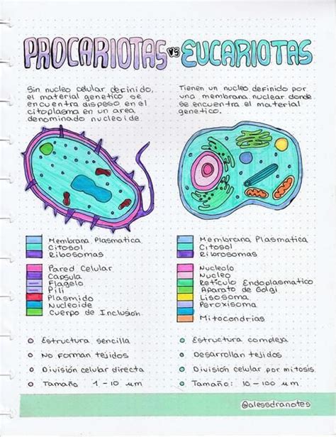 Células eucariotas y procariotas Carla Sanchez uDocz en 2024