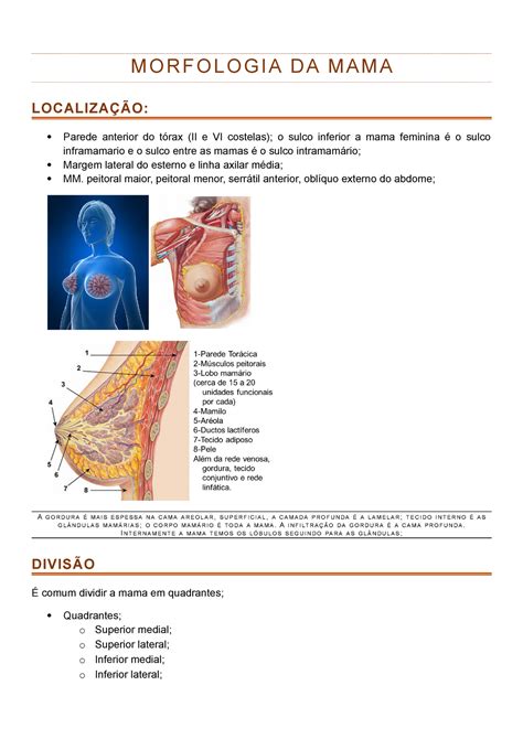 Anatomia E Fisiologia Da Mama Braincp