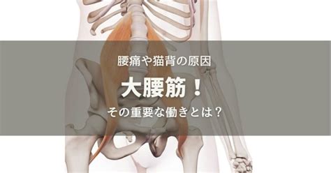 腰痛などほとんどの不調の原因〜大腰筋！その重要な働きとは？ ゆるむんや