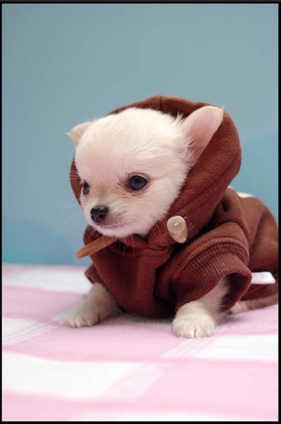 The Incredible Stuffs Adorable Animals In Star Wars Costumes