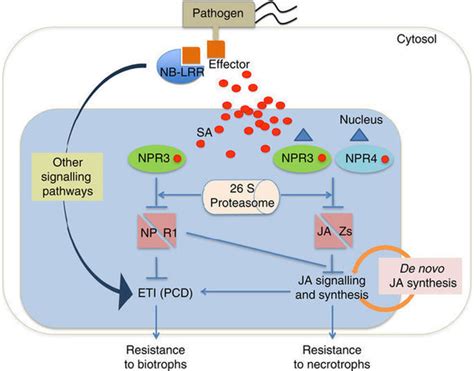 Salicylic Acid Receptors Activate Jasmonic Acid