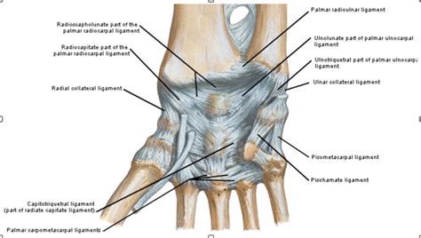 Ligaments Of The Wrist Diagram Quizlet