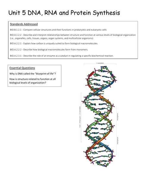 Unit Dna Rna And Protein Synthesis