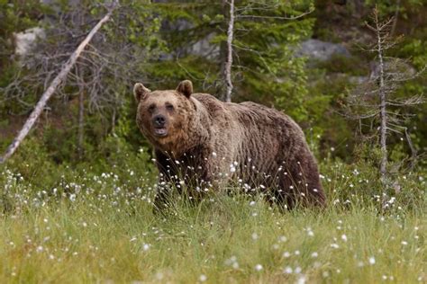 12 Most Dangerous Animals in South Korea (Some Deadly)