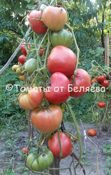 Томат Сибирский садовый • Описание, ОТЗЫВЫ, Фото, Семена