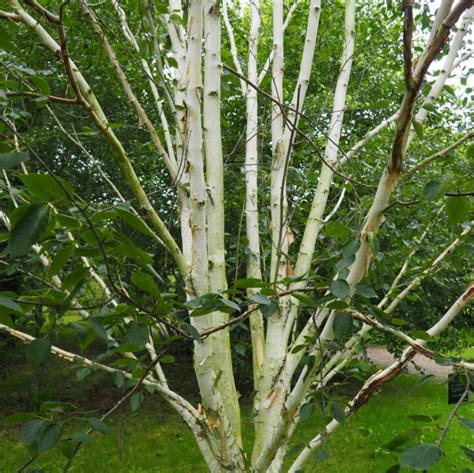 Betula Utilis Doorenbos Betulla Vendita Piante Online