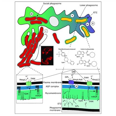 Structures Of The Major Mycolic Acids From Mycobacterium M Brumae Download Scientific