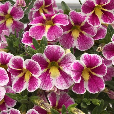 Calibrachoa Superbells White Buy Million Bells Annuals Online