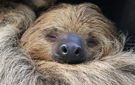 Sloth Stock Photos, Royalty Free Sloth Images | Depositphotos