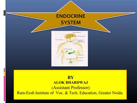 Endocrine System Ppt