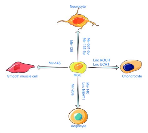 MSCs Have Multi Differentiation Potential And Can Be Induced To