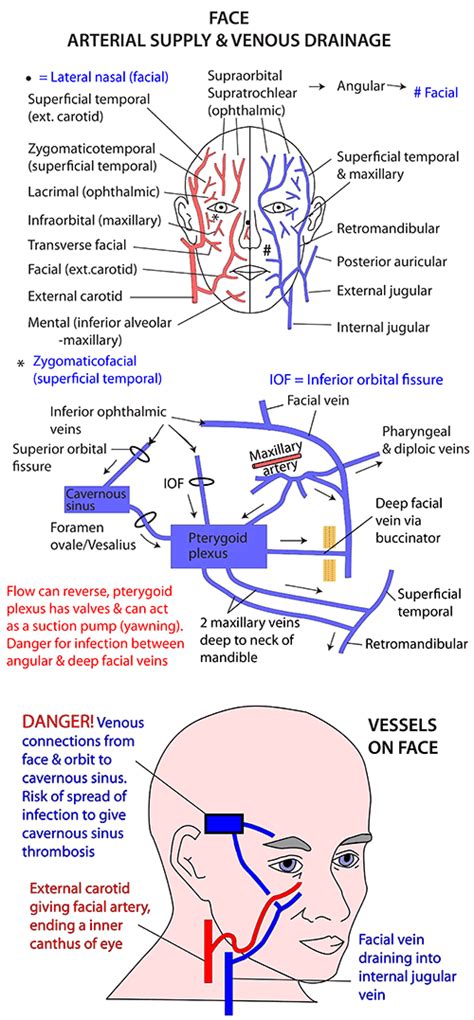 Instant Anatomy Head And Neck Areasorgans Face Arterial Supply