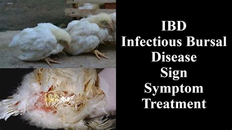 Ibd Infectious Bursal Disease In Poultry Youtube