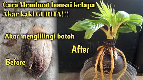 BONSAI KELAPA AKAR KAKI GURITA Cara Membuat Bonsai Kelapa Akar Melilit