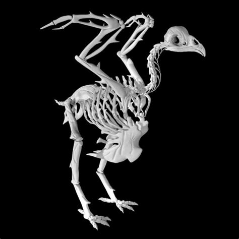 Chicken Skeleton 3d model Low Poly AR 3d model - Team 3d Yard