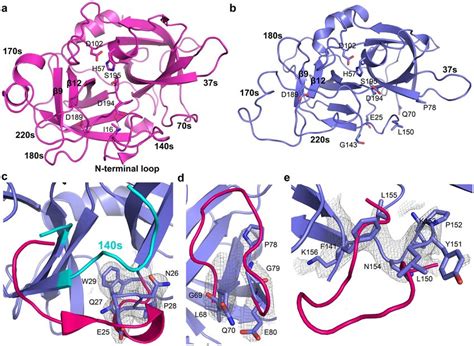 Structure Of Chymotrypsin