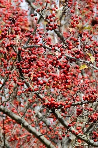 Crataegus Viridis Winter King Hawthorn Brandywine Trees