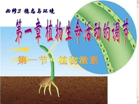 生物：《 植物生命活动的调节》课件word文档在线阅读与下载无忧文档