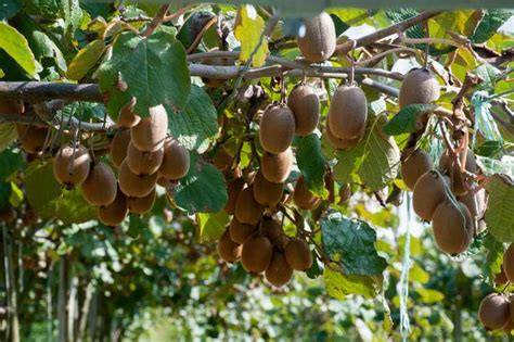 Kiwi Plantation Taille Conseils De Culture Et Entretien