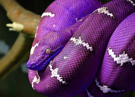 Barney Phase Emerald Tree Boa | Purple Snake