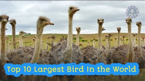 Top 10 Largest Bird In The World Youtube