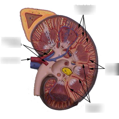 Urinary Diagram Quizlet