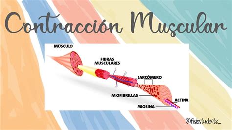 Fisiologia De La Contracci N Muscular Contracci N Muscular Terapia