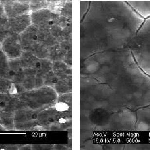 Surface Morphologies Of The Ha Coatings With Different Concentrations