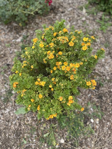 Potentilla Lady Marmalade Falk Nurseries