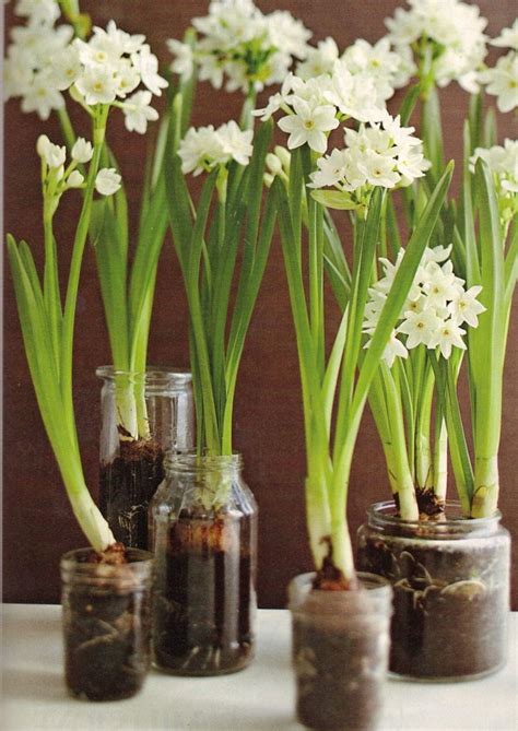 Grow 'em! Holiday Decorations... | Bulb flowers, Planting bulbs, Spring bulbs