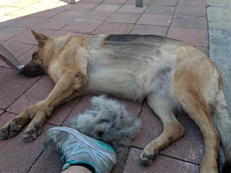 Our first shedding season has begun (adopted this sweet girl Luna age 6) : r/GermanShepherd