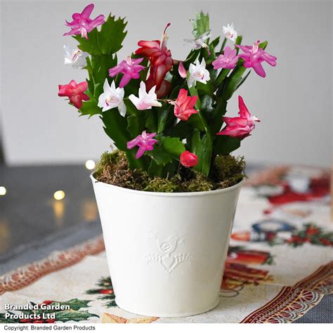 Christmas Cactus Tricolour In Cream Zinc Pot T Dobies