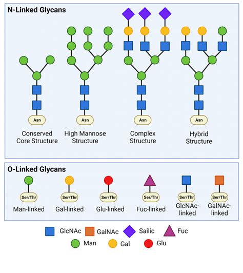 The Basics Of Protein And Antibody Glycosylation Rapid Novor