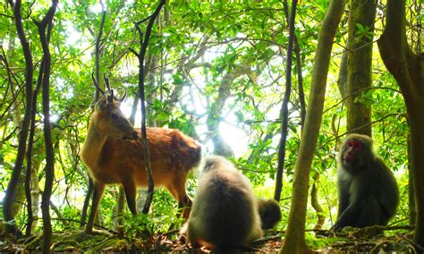 Yakushima tours take guests to the mountains & forests of Yakushima.