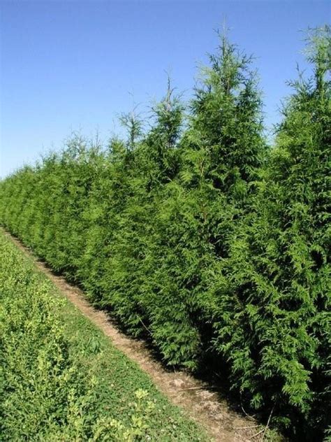 Narrow Evergreen Trees Are A Must If You Want Privacy And Year Round