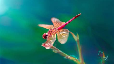 One Dragonfly Can Eat S Of Mosquitoes A Day Keep These Plants In