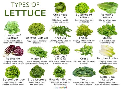 Guide : Types of Lettuce