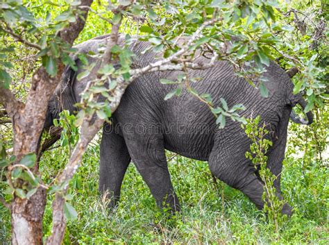 Gran Cinco Elefante Africano Kruger Parque Nacional Safari Sudáfrica