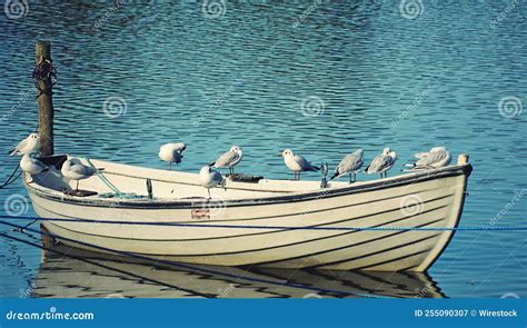 Closeup Of A Fishing Boat Docked On The Harbor With Seagulls Perched On