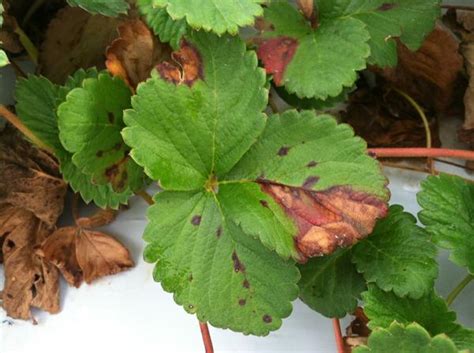 Phomopsis Leaf Blight Of Strawberry NC State University