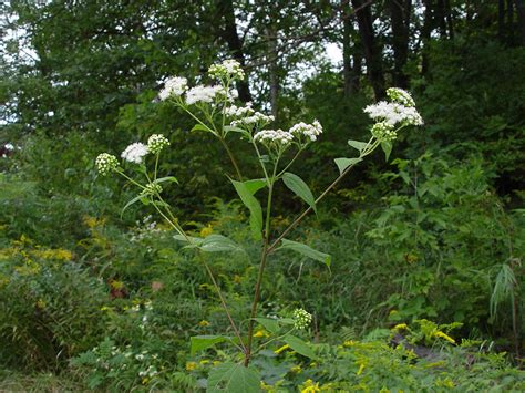 Ageratina altissima (white snakeroot): Go Botany