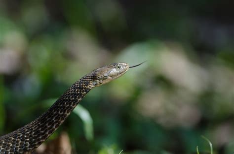 Premium Photo Checkered Keelback Snake In Forest