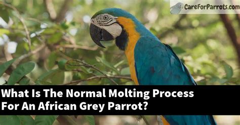 What Is The Normal Molting Process For An African Grey Parrot Signs Care And Tips Care For