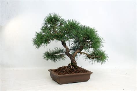 Other Pine Bonsai Trees for sale - ALL THINGS BONSAI