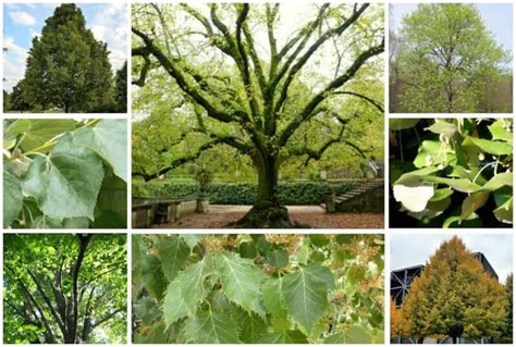 11 Different Types Of Linden Trees With Photos