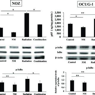 NF κB p65 and phosphorylation of IκBα in vitro A The enzyme linked