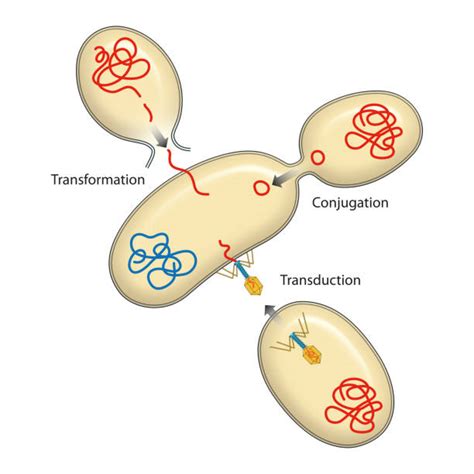 Bacterial Conjugation Animation